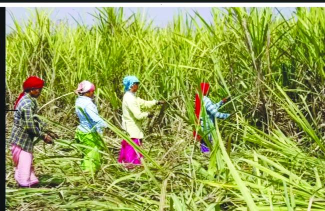ಕಬ್ಬು ಕಡಿಯಲು ವಲಸೆ ಹೋದ ಕೂಲಿ ಕಾರ್ಮಿಕರು 