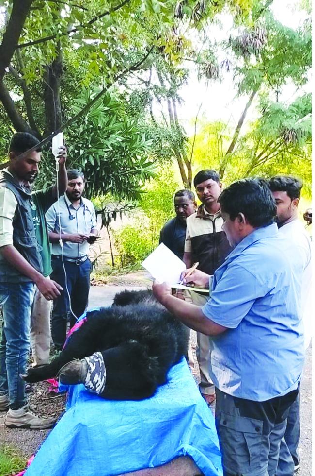 ಜೆಎಸ್‌ಡಬ್ಲ್ಯೂ ಟೌನ್‌ಶಿಪ್‌ನಲ್ಲಿ ಕರಡಿ ಸೆರೆ 