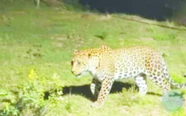 ದೇವಗೊಂಡನಹಳ್ಳಿ ಕೆರೆಯ ಬಳಿ ಚಿರತೆ  ಪ್ರತ್ಯಕ್ಷ : ಆತಂಕ