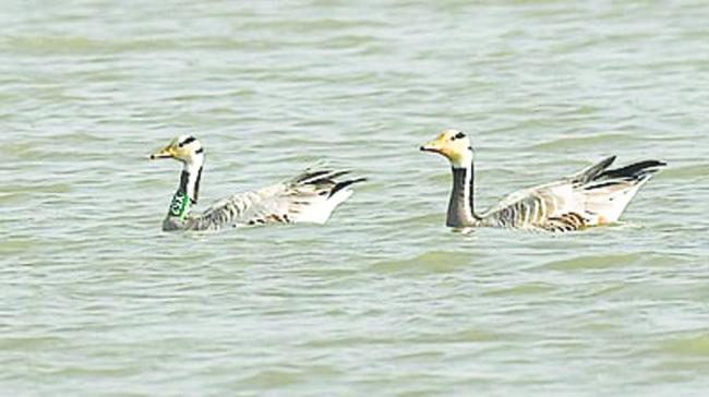 "ಪಕ್ಷಿ ವಲಸೆಯ ಅಚ್ಚರಿ: '(X )-52'  ಬಾರ್‌-ಹೆಡೆಡ್ ಹೆಬ್ಬಾತು ಸತತ 7ನೇ ಬಾರಿಗೆ ಮಾಗಡಿ ಕೆರೆಗೆ ಮರಳಿ ದಾಖಲೆ"  