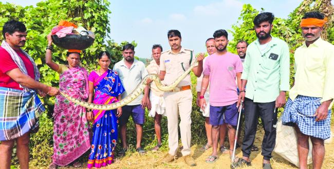ಹೆಬ್ಬಾವು ಸುರಕ್ಷಿತವಾಗಿ ರಕ್ಷಣೆ ಮಾಡಿದ: ಗಸ್ತು ವನಪಾಲಕ ಮುತ್ತುರಾಜ ಹಳ್ಳಿ 