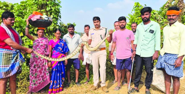 ಹೆಬ್ಬಾವು ಸುರಕ್ಷಿತವಾಗಿ ರಕ್ಷಣೆಮಾಡಿದ: ಗಸ್ತು ವನಪಾಲಕ ಮುತ್ತುರಾಜ ಹಳ್ಳಿ  