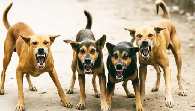 ಬೀದಿನಾಯಿಗಳನ್ನು ದತ್ತು ಪಡೆಯಲು ಆಹ್ವಾನ