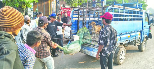 ಬೀದಿ ನಾಯಿಗಳನ್ನು ಹಿಡಿದು ಎ.ಬಿ.ಸಿ ಕೇಂದ್ರಕ್ಕೆ ಸಾಗಿಸುತ್ತಿರುವ ತರಬೇತಿ ತಂಡ 