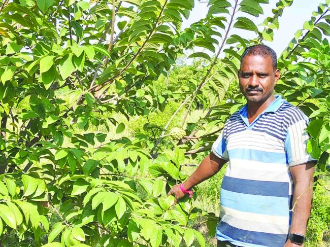 ಕೃಷಿಯಲ್ಲಿ ಸಾಧನೆ : ಬೆಳೆಯಲ್ಲಿ ಯಶಸ್ಸು ಕಂಡ ಯುವ ರೈತ ಮಲ್ಲನಗೌಡ