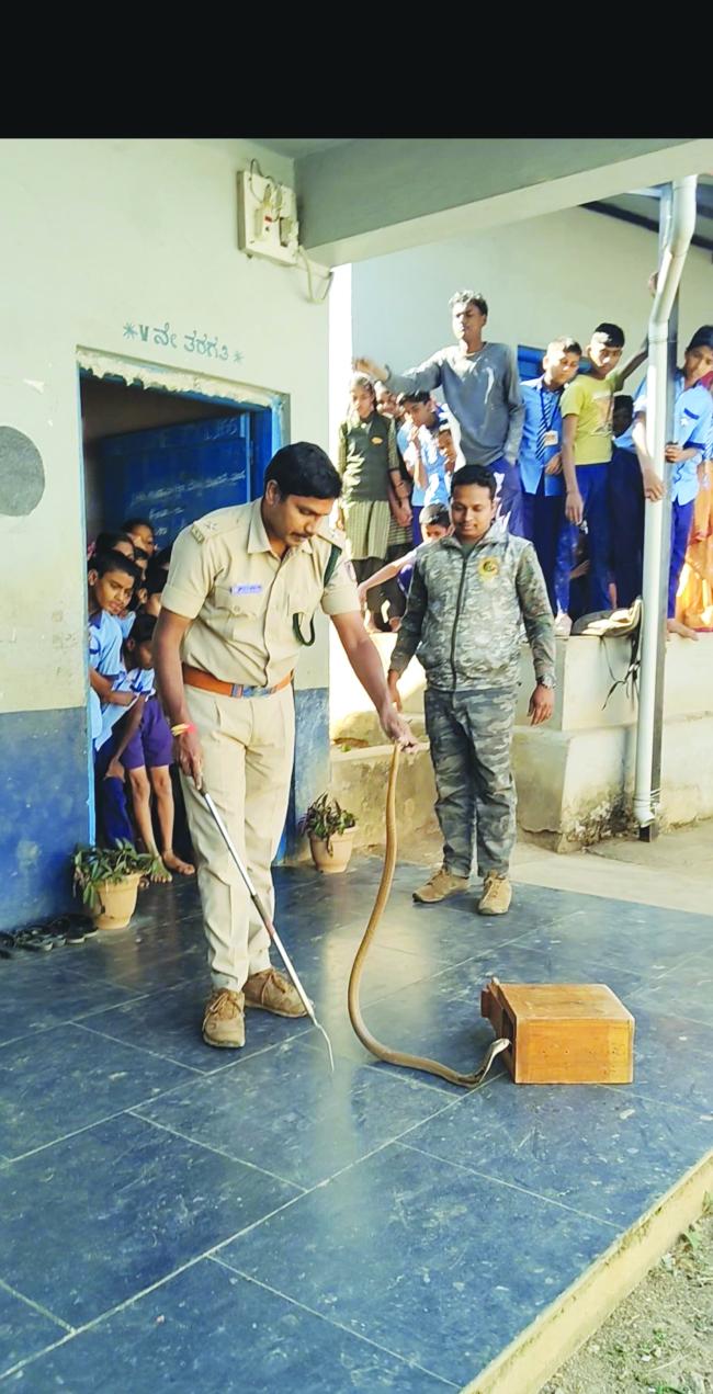 ಸರ್ಕಾರಿ ಹಿರಿಯ ಪ್ರಾಥಮಿಕ ಶಾಲೆ ಚೌಡಳ್ಳಿಯಲ್ಲಿ ನಾಗರಹಾವು ಪತ್ತೆ: ಸುರಕ್ಷಿತವಾಗಿ ಮರಳಿ ಕಾಡಿಗೆ
