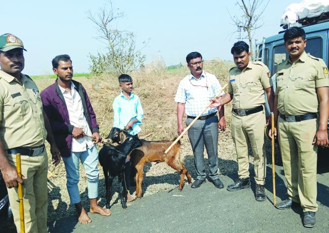 ಪ್ರಾಣಿಗಳನ್ನು ಬಲಿ ನೀಡುತ್ತಿದ್ದ ಭಕ್ತರಿಂದ ಪ್ರಾಣಿಗಳನ್ನು ವಶಪಡಿಸಿ ಪ್ರಾಣಿಧಾಮಕ್ಕೆ ನೀಡಿದ ತಾಲೂಕು ಆಡಳಿತ 