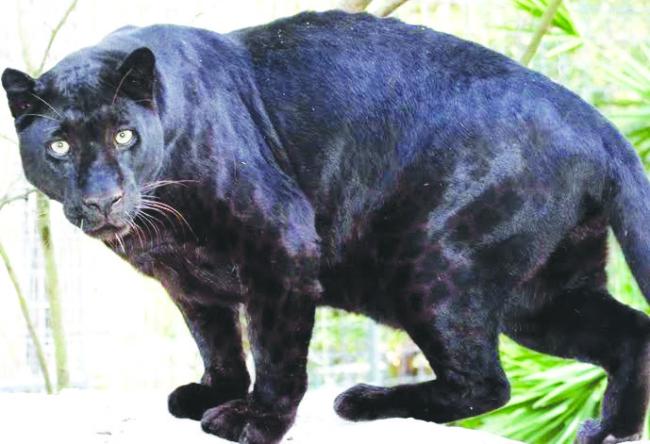 ಬಾವಿಗೆ ಬಿದ್ದ ಕಪ್ಪು ಚಿರತೆಯ ರಕ್ಷಣೆ