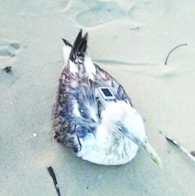 ವಲಸೆ ಬಂದ ಸೀಗಲ್ ಹಕ್ಕಿಯಲ್ಲಿ ಜಿಪಿಎಸ್ ಟ್ರ್ಯಕರ್  