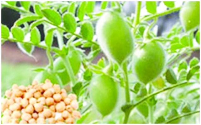 ರೋಗ ಬಾಧಿತ ಗಿಡಗಳನ್ನು ಆಗಾಗ ಕಿತ್ತು ಸುಡಬೇಕು 