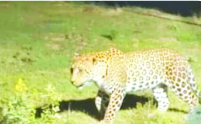 ಹೊಳಗುಂದಿ ಕೆರೆಯ ಬಳಿ ಚಿರತೆ  ಪ್ರತ್ಯಕ್ಷ : ಆತಂಕ