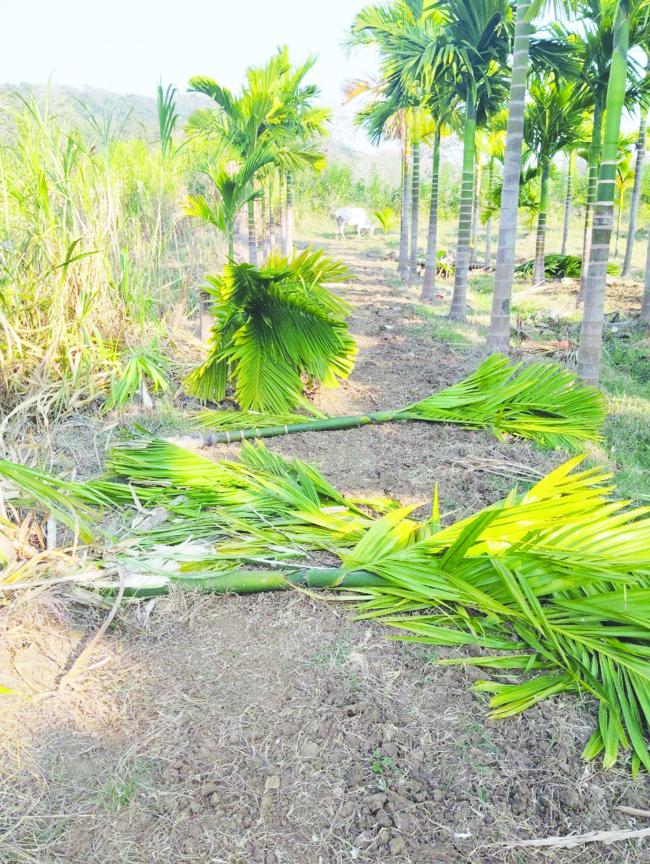 ಗುಂಜಾವತಿಯಲ್ಲಿ ಕಾಡಾನೆಗಳ ಅಟ್ಟಹಾಸ: ಅಡಿಕೆ, ತೆಂಗು, ಬಾಳೆ ಬೆಳೆ ಧ್ವಂಸ  