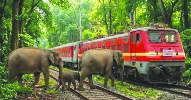 ಎಕ್ಸ್‌ಪ್ರೆಸ್ ರೈಲು ಡಿಕ್ಕಿ: 7 ಆನೆಗಳು ಸ್ಥಳದಲ್ಲೇ ಸಾವು
