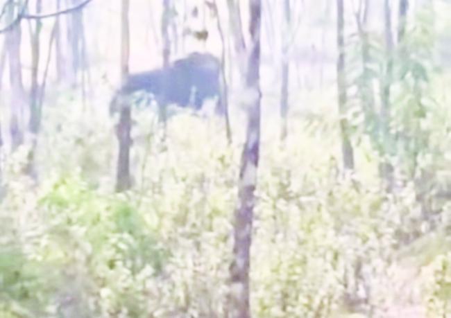 ತಾಲೂಕಿನಲ್ಲಿ ಪ್ರತಕ್ಷೆವಾದ ಒಂಟಿ ಸಲಗ  