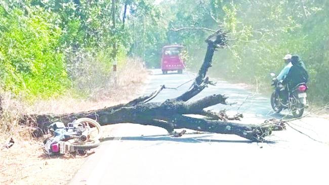ಒಣಗಿದ ಮರ ಬಿದ್ದು ಬೈಕ್ ಸವಾರನಿಗೆ ಗಾಯ
