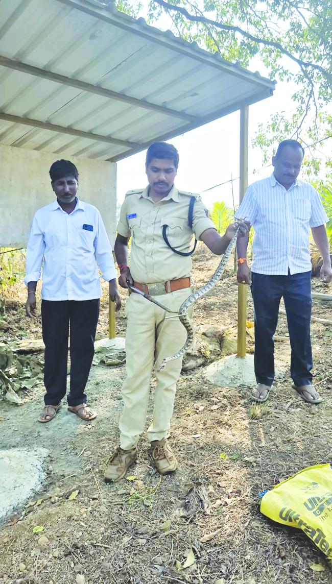 ಕತ್ತಲ ತೊಟ್ಟಿಯಲ್ಲಿ ಸಿಲುಕಿದ್ದ ಹಾವುಗಳ ರಕ್ಷಣೆ 