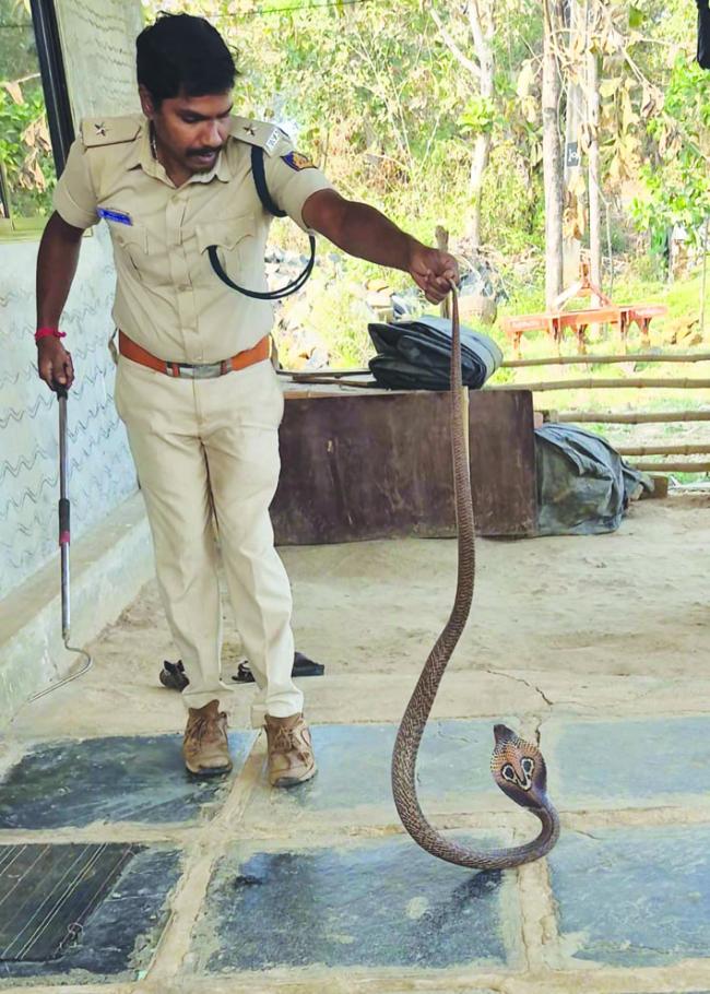 ಬಾಚಣಕಿ ಗ್ರಾಮದಲ್ಲಿ ಒಂದೇ ಸ್ಥಳದಲ್ಲಿ ಎರಡು ವಿಷಕಾರಿ ಹಾವುಗಳನ್ನು ರಕ್ಷಿಸಿದ ಅರಣ್ಯ ಸಿಬ್ಬಂದಿ