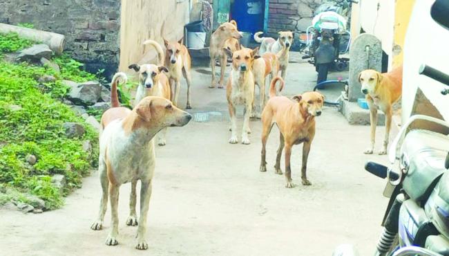 ಬೀದಿ ನಾಯಿಗಳ ಕಾಟ: ನಿರ್ಭಯದಿಂದ ಓಡಾಡುವುದು ಕಷ್ಟ  