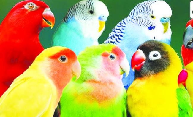 ಕಲುಷಿತ ನೀರು: ಅಲ್ಲಿ ಜನ ಸತ್ತರೆ ಇಲ್ಲಿಪ್ರಾಣಬಿಟ್ಟ ಪಾಪದ ಗಿಳಿಗಳು