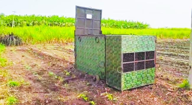 ತುಬಚಿ ಗ್ರಾಮದಲ್ಲಿ ಪ್ರತ್ಯಕ್ಷವಾದ ಚಿರತೆ  