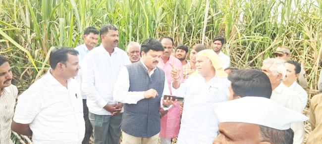 ಶ್ರೀಮಂತ ಇಂಡಿ ಕಬ್ಬಿನ ತೋಟಕ್ಕೆ ಸಚಿವ ಶಿವಾನಂದ ಪಾಟೀಲ ಬೇಟಿ