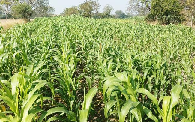 ವಿವಿಧ ತರಕಾರಿ ಬೆಳೆ ಬೆಳೆಯುವ ಮೂಲಕ ಇಬ್ಬರು ಮಹಿಳಾ ರೈತರ ಸಾಧನೆ