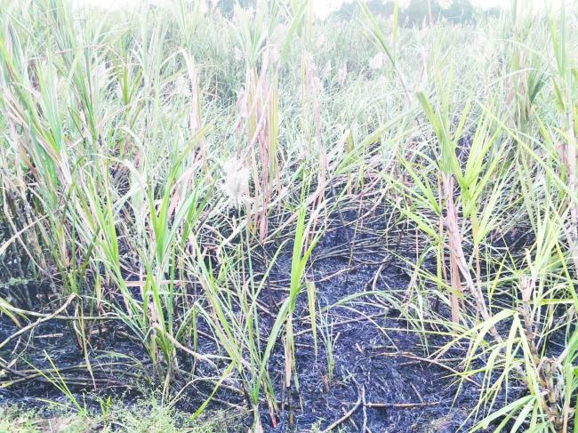 ಶಾರ್ಟ್‌ ಸರ್ಕಿಟ್, 9 ಎಕರೆ ಕಬ್ಬಿನ ಗದ್ದೆ ಸುಟ್ಟು ಭಸ್ಮ