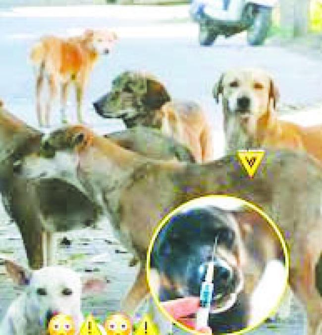 ಚುನಾವಣೆ ಭರವಸೆಯನ್ನೀಡೇರಿಸಲು 500 ನಾಯಿಗಳ ಮಾರಣ ಹೋಮ