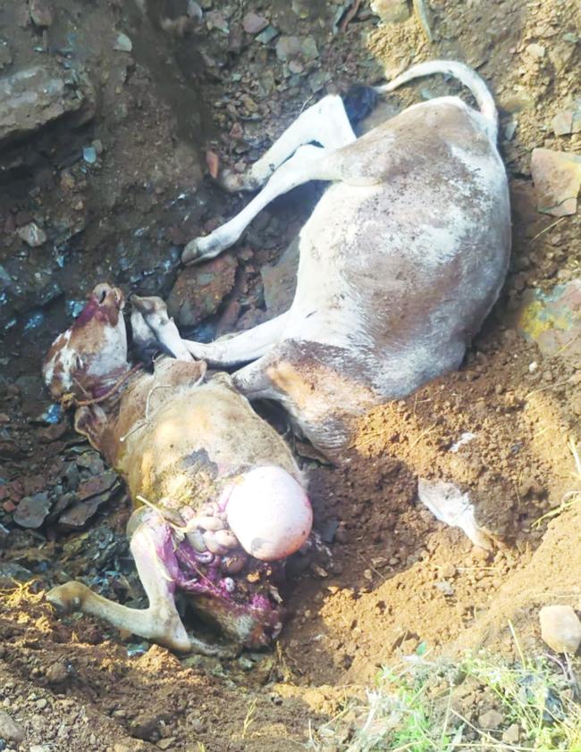 ಚಿರತೆ ದಾಳಿಗೆ , ಎರಡು ಆಕಳು ಕರು, ಎರಡು ಕುರಿಗಳು ಸಾವು