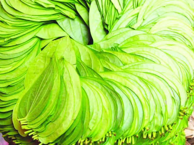 ಬೆಟಗೇರಿ ಸುತ್ತಲಿನ ಹಳ್ಳಿಗಳಲ್ಲಿ ವೀಳ್ಯದೆಲೆಗೆ ಬಂಗಾರದ ಬೆಲೆ