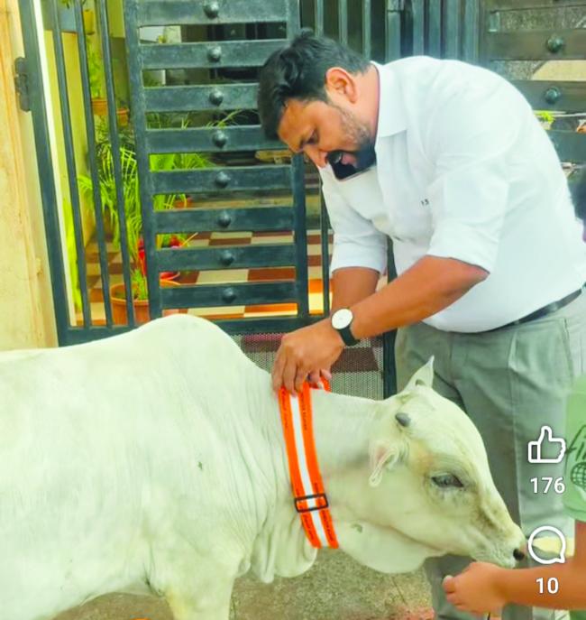 ರಾತ್ರಿ ಹೊತ್ತಿನಲ್ಲಿ ದನ ಕರುಗಳ ಅಪಘಾತ ತಪ್ಪಿಸಲು ರಿಪ್ಲೇಕ್ಟ್‌ ಬೆಲ್ಟ್‌ ಅಳವಡಿಕೆ 