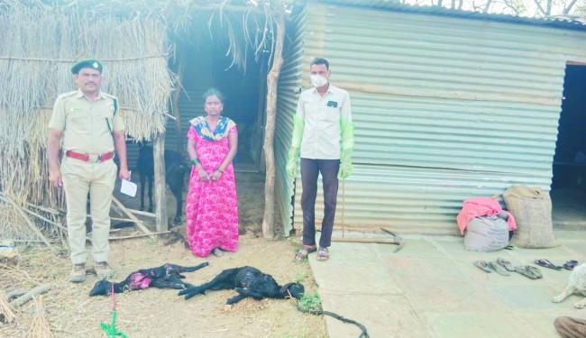ತೋಳದ ದಾಳಿಗೆ ಎರಡು ಕುರಿಗಳು ಬಲಿ: ಮಹಿಳೆ ಕಂಗಾಲು 