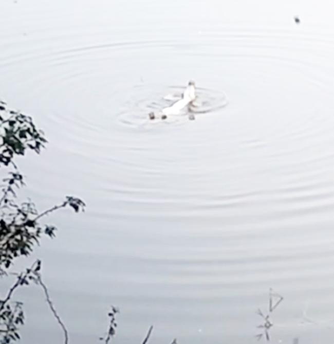 ಅಗ್ರಾಣಿ ನದಿಯಲ್ಲಿ ಹೆಚ್ಚಾದ ಮೊಸಳೆಗಳು ಸಂಖ್ಯೆ