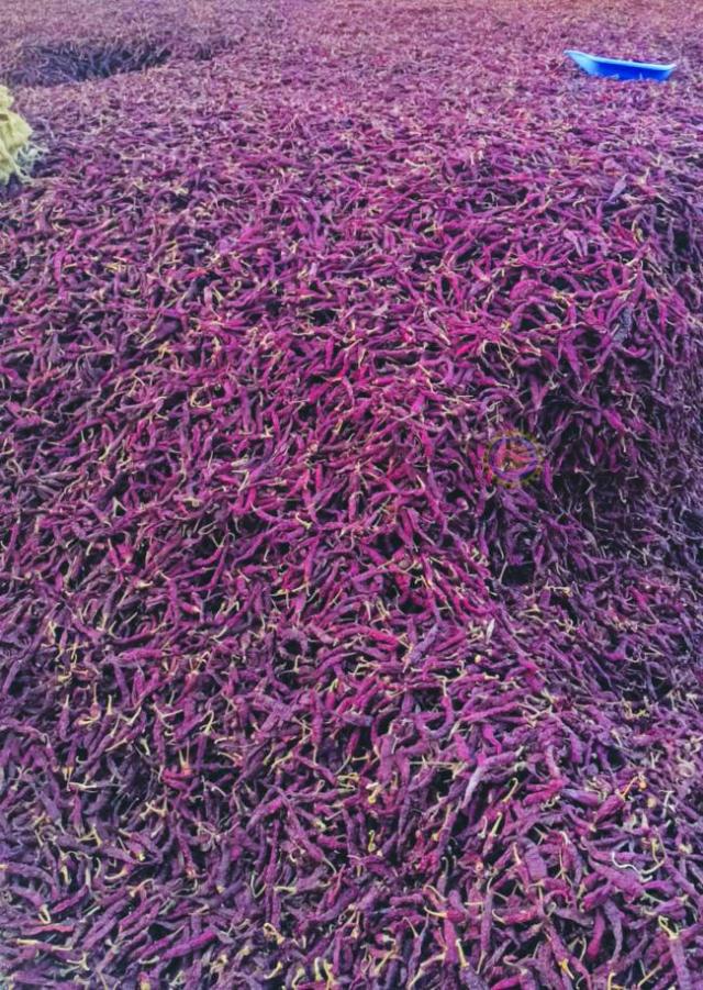 ಕೆಂಪು ಮೆಣಸಿನಕಾಯಿ ಚೀಲಗಳ ಅವಾಕ 