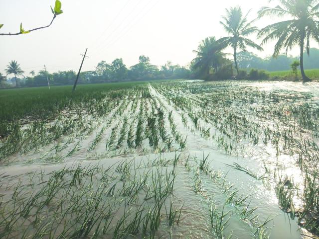 ಕೆನಾಲ ಕಾಲುವೆ ಒಡೆದು ಜಮೀನುಗಳಿಗೆ ಹರಿದ ನೀರು: ಅಪಾರ ಹಾನಿ 