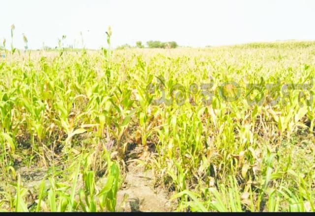 ಏತ ನೀರಾವರಿ ಯೋಜನೆ ಉತ್ತಮ ಕೃಷಿ ಉತ್ಪಾದನೆ