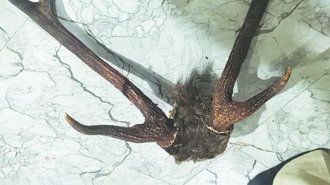 ಜಿಂಕೆಯ  ಮಾಂಸ, ಕೊಂಬು ಹಾಗೂ 2 ಏರ್‌ಗನ್ ವಶಕ್ಕೆ 