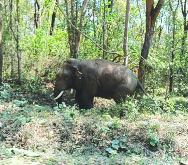 ದಾಂಡೇಲಿಯ ಕಾಡಂಚಿನ ಗ್ರಾಮಗಳಲ್ಲಿ	 ಪ್ರಾಣಿಗಳ ಭೀತಿ 