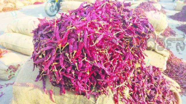 ಬ್ಯಾಡಗಿ ಮೆಣಸಿನಕಾಯಿ ಹವಾ ಇಳಿಕೆ. ದರದಲ್ಲಿ ಕೊಂಚ ಇಳಿಕೆ