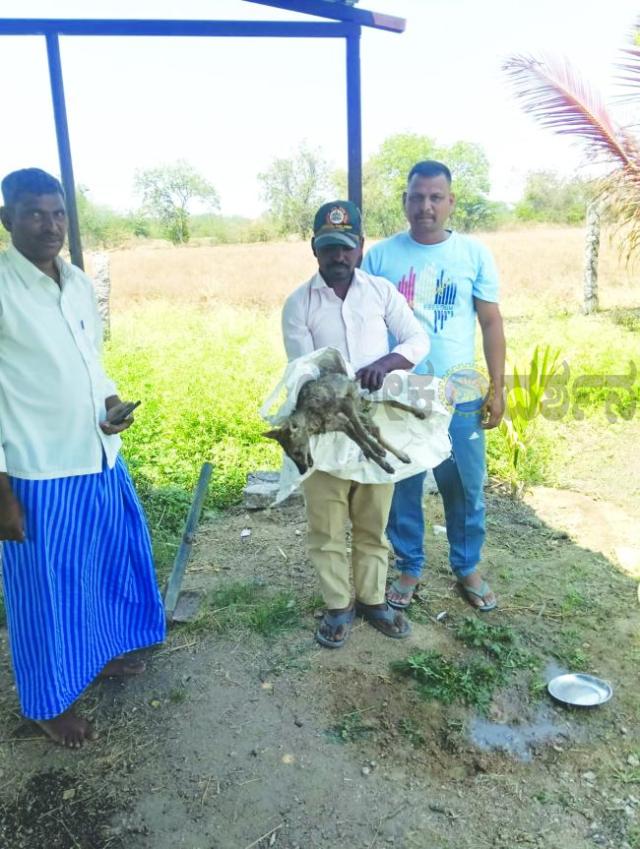 ತೋಟದಲ್ಲಿ ನೀರು ಹಾಯಿಸುವ ವೇಳೆ ಗಾಯಗೊಂಡ ನರಿ ಪತ್ತೆವನ್ಯಜೀವಿಗಳ ಸಂರಕ್ಷಣೆ ಪ್ರತಿಯೊಬ್ಬರ ಆದ್ಯ ಕರ್ತವ್ಯ  