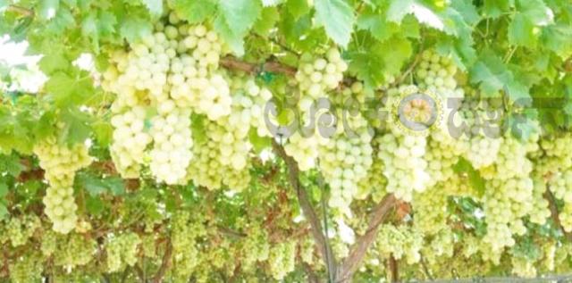  ಏತ್ ನಿರಾವರಿ ಯೋಜನೆ ಮುಖಾಂತರ ರೈತರು ಸಾಲಮುಕ್ತರಾಗಿದ್ದಾರೆ 