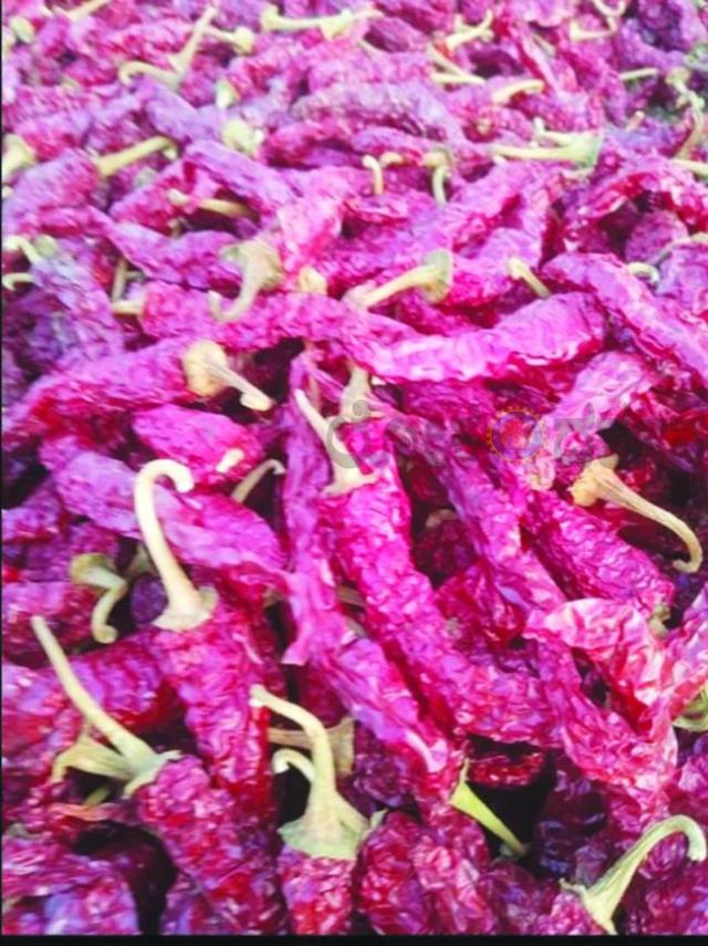 ಬ್ಯಾಡಗಿ ಮತ್ತೆ ಚೇತರಿಕೆ ಕಂಡ ಮೆಣಸಿನಕಾಯಿ ಅವಾಕ. ದರದಲ್ಲಿ ಕೊಂಚ ಏರಿಕೆ 