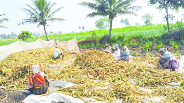 ತಂಬಾಕು ಬೆಲೆ ಹೆಚ್ಚಳ ಸಾಧ್ಯತೆ ; ಮಾರಾಟಕ್ಕೆ ಸಿದ್ಧ ಮಾಡುತ್ತಿರುವ ತಂಬಾಕು ಬೆಳೆಗಾರರು  