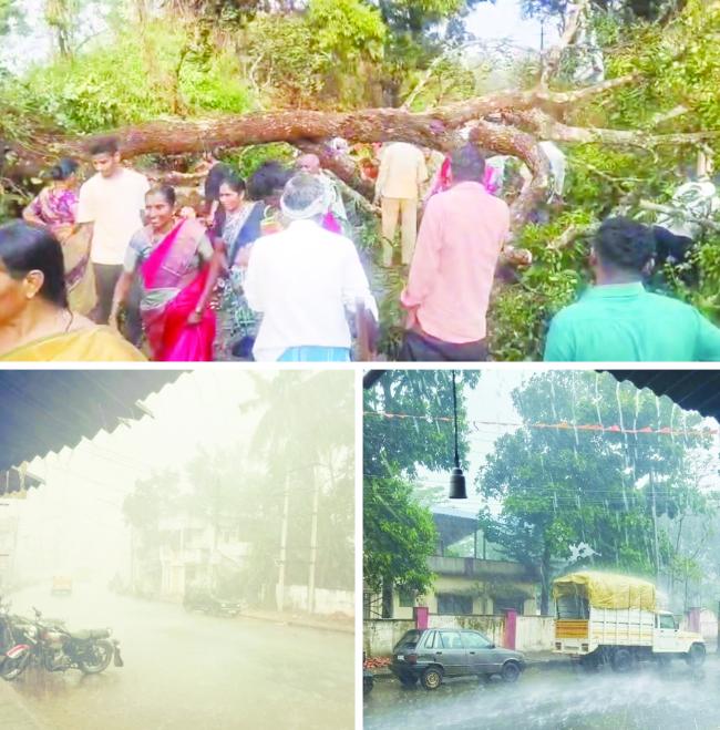 ಮಳೆಯೊಂದಿಗೆ ಬೀಸಿದ ಬಿರುಗಾಳಿ: ಪಾಳಾ ರಸ್ತೆಯಲ್ಲಿ ಉರುಳಿದ ಬೃಹತ್ ಮಾವಿನ ಮರ, ಸಂಚಾರ ಸ್ಥಗಿತ