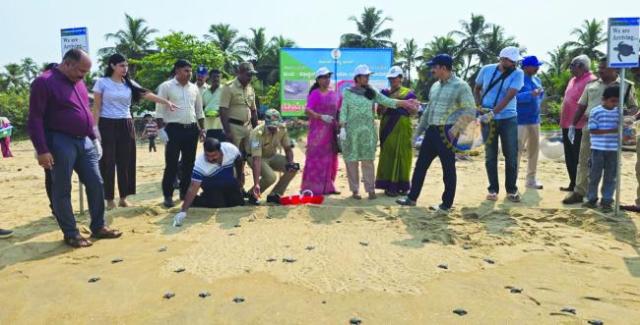 ಸಮುದ್ರ ಸೇರಿದ ನೂರಾರು ಆಲಿವ್ ರಿಡ್ಲೆ ಕಡಲಾಮೆ ಮರಿಗಳು  