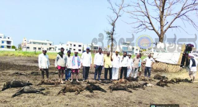 ಅನೆಕಲ್ಲು, ಮಳೆ ಅಬ್ಬರಕ್ಕೆ 39 ಕುರಿಗಳ ಸಾವು : ಬೀದಿಗೆ ಬಂತು ಬಡವನ ಬದುಕು