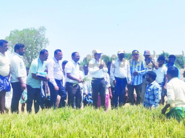 ಕುರುಗೋಡು: ಬೆಳೆಹಾನಿ ಪ್ರದೇಶಗಳಿಗೆ ಜಿಲ್ಲಾಧಿಕಾರಿ ನಾಗೇಂದ್ರ ಪ್ರಸಾದ್‌.ಕೆ ಭೇಟಿ    