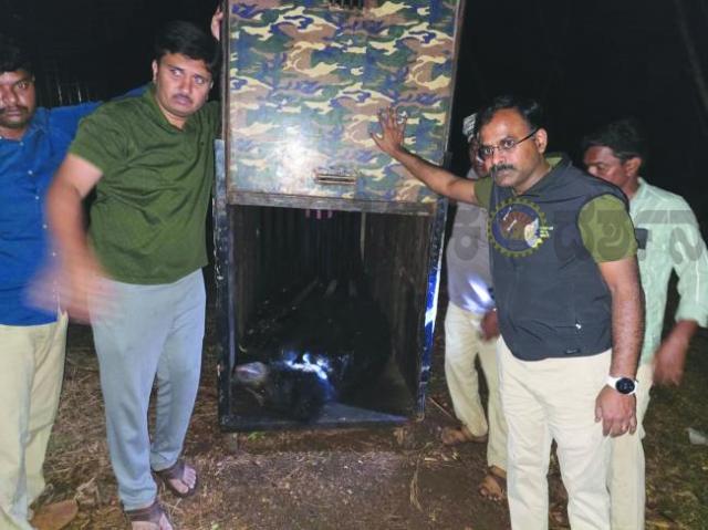 ಮೂರು ಕರಡಿಗಳ ಯಶಸ್ವಿ ಸೆರೆ 