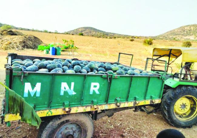 ಕಂಪ್ಲಿಯ ಕಲ್ಯಾಣಚೌಕಿಮಠ ಕಾಮಧೇನು ಗೋಶಾಲೆಗೆ ಕಲ್ಲಂಗಡಿ ಹಣ್ಣುಗಳ ದೇಣಿಗೆ