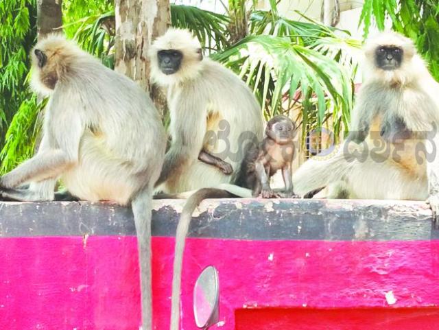 ಏರುತ್ತಿರುವ ಬಿಸಿಲಿನ ತಾಪಕ್ಕೆ ಮನುಷ್ಯರಷ್ಟೇ ಅಲ್ಲಾ ಪ್ರಾಣಿ ಪಕ್ಷಗಳು ಹೈರಾಣ  